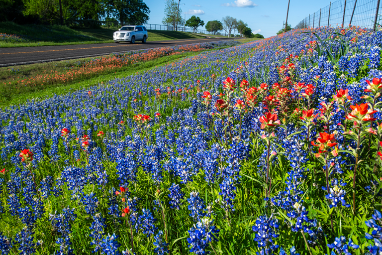 How TxDOT Keeps Roadside Flowers Flourishing
